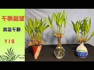 椰子樹 盆栽